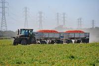 After years of decline, California tomato growers see hope for recovery