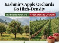 Kashmir sees growing shift to high-density apple plantations