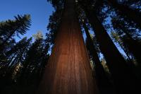 Trump Admin Eyes Deal to Give Away Yosemite Park Land to Real Estate Firm
