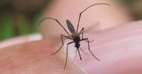 West Nile virus detected in Orange County, prompting health advisory