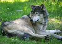 America Nearly Erased the Wolf Once