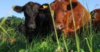 Trump creates beef with ranchers, farmers over new import plan