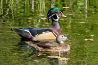 September 2026 California Department of Fish and Wildlife Calendar