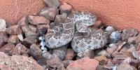 Extreme heat impacting Arizona’s wildlife too