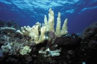 Climate Change May Be Intensifying El Niño, 1,000-Year Coral Study Finds