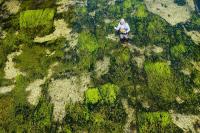 Climate change hits trout and salmon in UK’s chalk streams