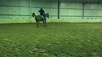 Australian Olympian Heath Ryan banned after horse abuse video investigation