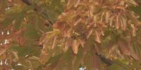 Drought and heat affect fall leaf color change in western Colorado