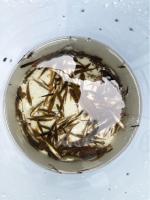 Electrofishing for (not-so electric) eels in the Salmon Brook