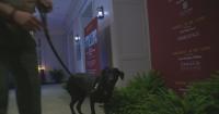 ATF K-9 teams sweep Atlanta golf club to keep PGA tournament spectators safe