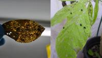 African Tulip control research progresses