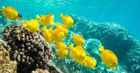 BLNR rejects proposal to resume commercial aquarium fish collection in West Hawaii