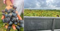 From Fishing Nets to Fine Wine: How Foreign Investment Is Reshaping Batu’s Small-Town Soul