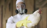 Australia's largest chicken producer warns bird flu could send egg and poultry prices rising