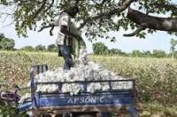 Rising Cotton Prices Offers New Window Of Opportunities To African Exporters 