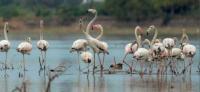 Perungulam tank set to move closer to Ramsar recognition in Tamil Nadu