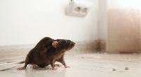 Consumer watchdog issues warning after rat feces found in Eindhoven care home kitchen