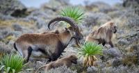 National Park Offers Helping Hand as Drought Takes Hold in North Gondar