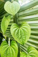 The Darwinian Gardener hits Florida's thermal barrier