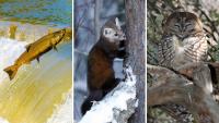 Trump Just Greenlit a Massive Industrial Land Grab That Puts Over 400 Endangered Species on the Path to Extinction