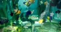 Aquarium of the Pacific scrambled to save hundreds of sea creatures after massive smuggling busts