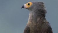 Cape Town residents urged to report African harrier-hawk sightings