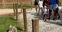 Atlanta Safari Park opens walk-through kangaroo exhibit