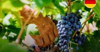 Germany, extreme hot summer ripens grapes faster and advances wine harvest several weeks