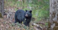 Tennessee Lookout: After decades of overhunting, black bears are slowly recolonizing the lower Mississippi River basin