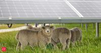 Lambs grazing under an Oregon solar farm had 38% less grass than those in an open field, yet gained the same weight as shade made the pasture more nutritious