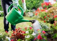 Gardening: Let’s plant a fall garden!