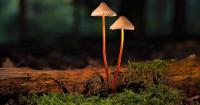Science should decide fate of psychedelics, not politics