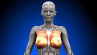Why Are Humans The Only Primate With Permanent Breasts? A Biologist Explains