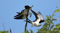 These stunning birds have found a home on Cape Cod. Scientists are thrilled.