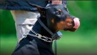 Chile advances in animal welfare: bill seeks to ban electric collars on pets