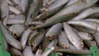 Scientists investigate if herpes virus is behind mass sardine deaths off South Africa