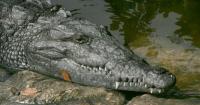 The search continues for the crocodile that killed a dog in South Miami as residents' concerns grow