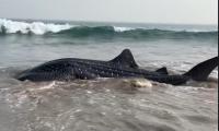 Ecologists Want Marine National Parks Along AP Coast To Protect...