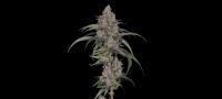 The Industry Bet Against Bud. Flower Smokers Never Left.