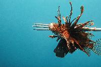 Turning the tables on lionfish: How Honduran divers are fighting back