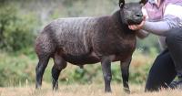 Dutch Spotted reach 3700gns at Welshpool sale