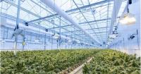 Kentucky medical cannabis industry reaches halfway mark with 24 dispensaries