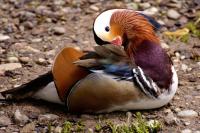 A Bird with Unreal Colors Just Turned Up on a Lake in Northern Italy