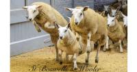 Store sheep sales deliver trade across Scotland and Northern England
