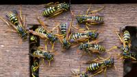 Brits issued warning as drunk wasps wreak havoc across UK in 'worst summer ever'