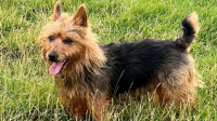 Dog posthumous award for saving lives in gas leak