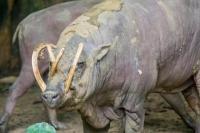 A Pig in 35,000-Year-Old Cave Art Just Had a Baby at Chester Zoo