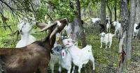 For these goats in Minnesota parks, invasive plants are on the menu