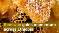 Ethiopia turns overlooked beeswax into a growing source of income
