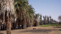 Sudan’s date palm trees under threat from drought and wildfires